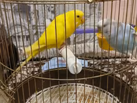 Qefesle birlikde 40m tek Qus 30m — عکس 2