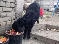 Խոյ, Edilbay sheep — լուսանկար 4