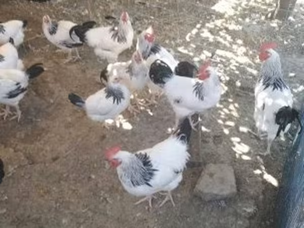 ساسکس