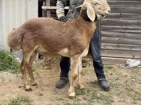 แกะตัวผู้, Arashan sheep