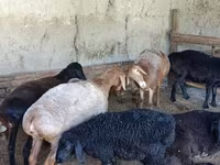 Biri-biri (lot, jantina tidak dinyatakan), Sheep — foto 6