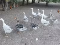 Geese — ፎቶ 4