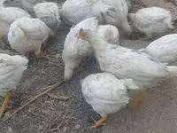 Chickens — تصویر 1