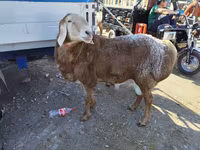 Widder, Arashan sheep — Foto 5