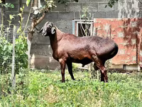 Qoç, Qoyunlar — foto 1