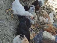 Chickens — รูปภาพ 1