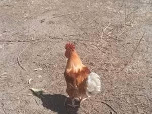 Chickens