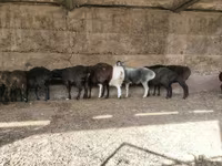 Koç, Koyunlar — foto 2