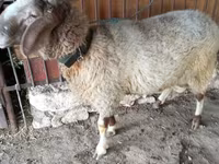 Kambing jantan, Sheep — foto 1