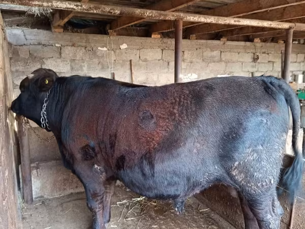 Bull, Aberdeen-Angus — Kyrgyzstan