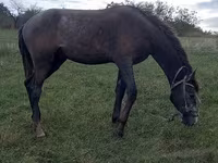 Hingst, Heste — foto 4