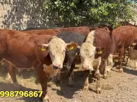 Lembu jantan, Red Belarusian cow — foto 1