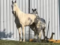 Kůň, Kentucky mountain daddle horse — foto 3