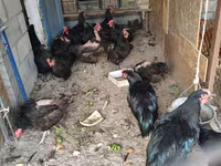 براهما — عکس 5