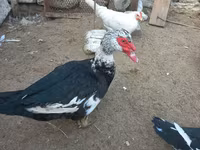 Ducks — foto 1