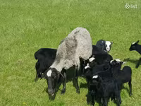 በግ, Romanov sheep — ፎቶ 8