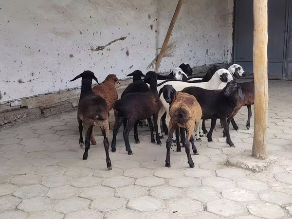 Sheep, Sheep — Uzbekistan