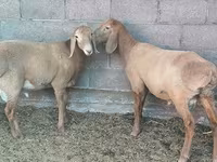 Widder, Arashan sheep — Foto 3