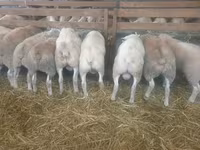 Sheep, Baerchuke sheep — photo 1