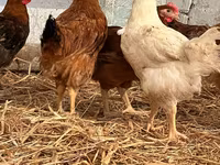 Chickens — sawirka 1