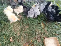 Brahma — foto 7