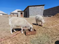 بز ماده, بز — عکس 2