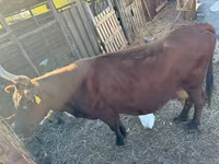 Krowa, Bydło — zdjęcie 2