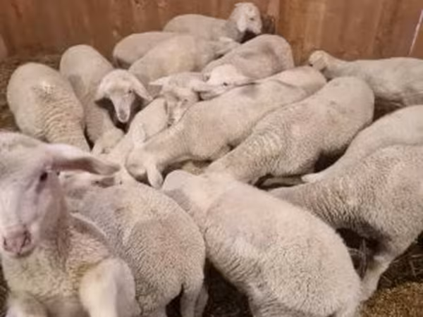 مینڈھا, Merinoland sheep