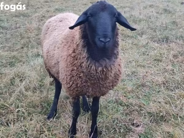 Bélier, Racka sheep