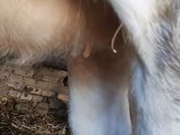 گاو نر, Simmental cattle — عکس 4