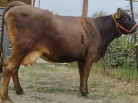 Kuh, Simmental cattle — Foto 3