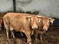 Vaca, Vaca Limousine — foto 4