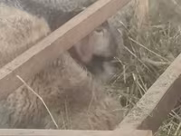 Owca, Romanov sheep — zdjęcie 5