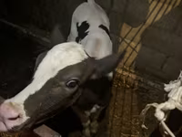Vacă, Russian Black pied cattle — foto 5