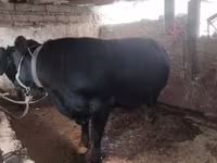گاو نر, آبرادین-آنگوس — عکس 1