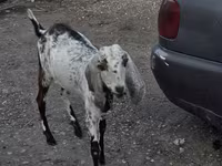 Коза, Nubian Goat — снимка 1