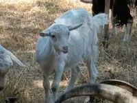 Goat, Goats — photo 2