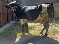 گاو ماده, نژاد آلتائو — عکس 3