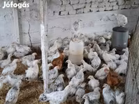 Chickens — ảnh 6