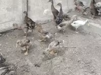 Ducks — عکس 1