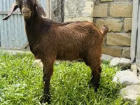 ወንድ ፍየል, Goats — ፎቶ 1