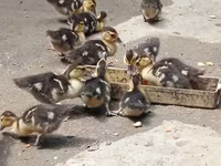 Ducks — снимка 1