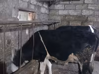 Taureau, Russian Black pied cattle — photo 6