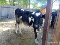 Byk, Russian Black pied cattle — zdjęcie 7