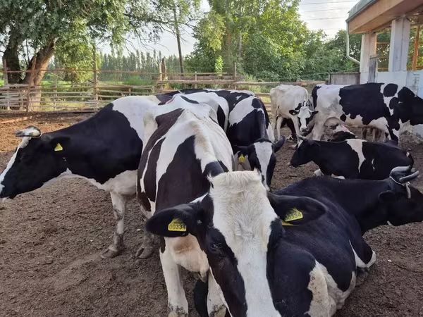 Vacă, Rasa Holstein — Uzbekistan