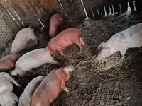 Säue, Schweine — Foto 2