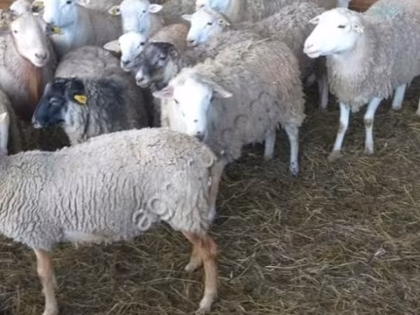 Ram, Katum sheep — Russia