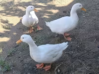 Ducks — foto 2