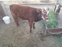 Vaca, Latvian Blue cattle — foto 2