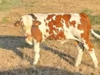 گاو نر, Simmental cattle — عکس 1